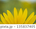 Close up of a yellow flower with its petals spread out 135837405