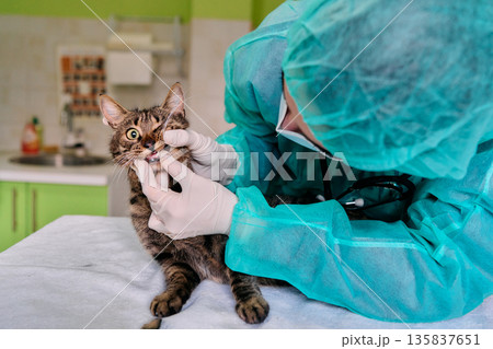 Vet Exam Protective Gear On, Vet Checks Cats Mouth During Dental Checkup in Clinic Vet Exam Protective Gear On, Vet Checks Cats Mouth During Dental Checkup in Clinic 135837651