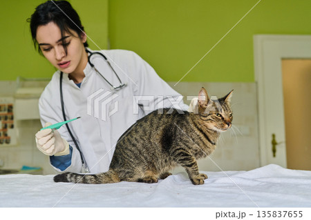 Young Veterinarian With Stethoscope Examining Cat During Routine Clinic Visit For Health Check Young Veterinarian With Stethoscope Examining Cat During Routine Clinic Visit For Health Check 135837655