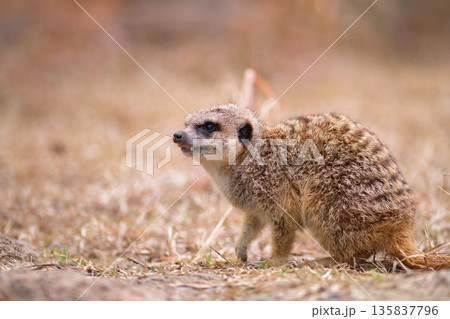 冬の午後に歩きまわるミーアキャット 135837796