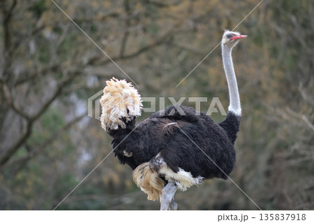 歩きながら目を閉じるダチョウ 135837918