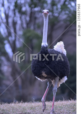 思い切り首を伸ばして歩くダチョウ 135837968