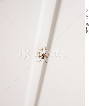 Spider on a white wall. Spider on a white wall. 135838119