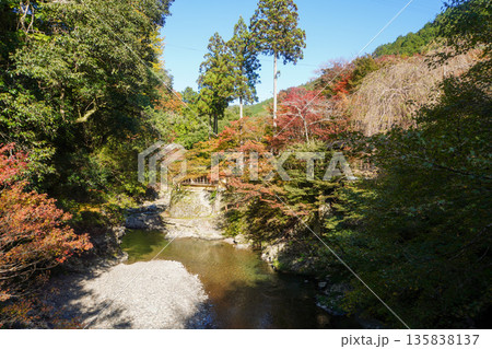 京都槙尾の清滝川 135838137