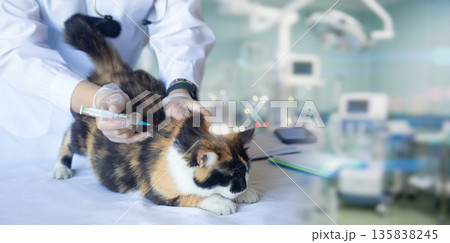 Vet administers vaccine to cat. 135838245