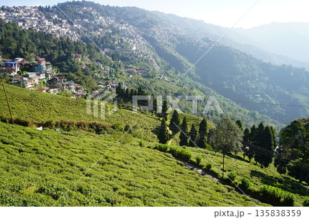 High Angle View of Darjeeling Town and Lush Green Tea Gardens Sprawling Across Himalayan Slopes High Angle View of Darjeeling Town and Lush Green Tea Gardens Sprawling Across Himalayan Slopes 135838359