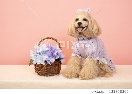 ピンクバックと紫陽花とマルぷーのパンナ ピンクバックと紫陽花とマルぷーのパンナ 135838363