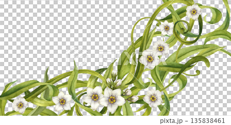 Abstract floral frame with swirling green leaves and white flowers. Watercolor botanical illustration template for wedding invitations, spring and summer holidays, eco-design, stationery, scrapbook Abstract floral frame with swirling green leaves and white flowers. Watercolor botanical illustration template for wedding invitations, spring and summer holidays, eco-design, stationery, scrapbook 135838461