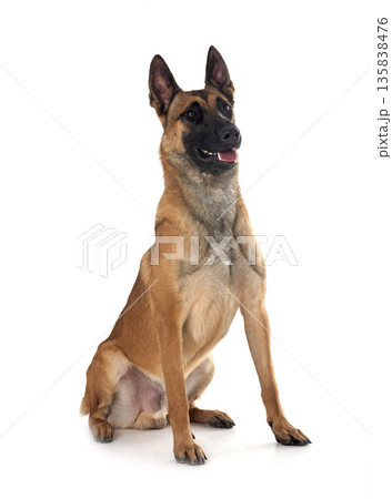 malinois in studio 135838476