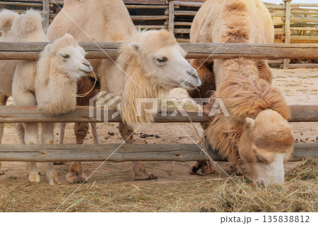 Family of white camels. Exotic animals eating hay at the zoo. Keeping wild animals in zoological parks. Family of white camels. Exotic animals eating hay at the zoo. Keeping wild animals in zoological parks. 135838812