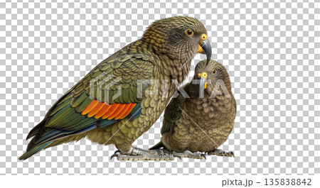 Kea parrot stands beside its chick, both...のイラスト素材 [135838842] - PIXTA