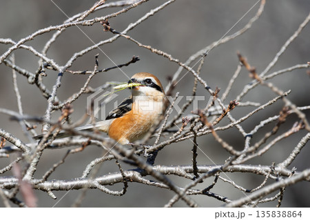 獲物の昆虫をくわえて枝に止まるモズのオス 135838864