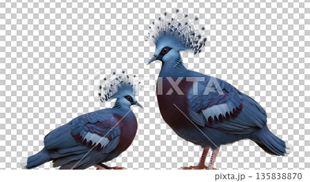 A blue Victoria Crowned Pigeon and its chick are shown together with elegant features. Both birds display striking colors and unique crown-like feathers. They are isolated on a clear background. 135838870
