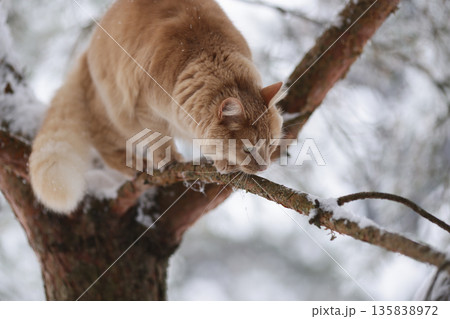 Domestic Ginger Cat Among Frosted Pine Needles on Snowy Branches, Seasonal Outdoor Exploration in Quiet Winter Forest 135838972