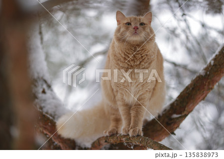 Domestic Ginger Cat Among Frosted Pine Needles on Snowy Branches, Seasonal Outdoor Exploration in Quiet Winter Forest 135838973