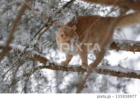 Domestic Ginger Cat Among Frosted Pine Needles on Snowy Branches, Seasonal Outdoor Exploration in Quiet Winter Forest Domestic Ginger Cat Among Frosted Pine Needles on Snowy Branches, Seasonal Outdoor Exploration in Quiet Winter Forest 135838977
