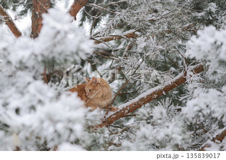 Domestic Ginger Cat Among Frosted Pine Needles on Snowy Branches, Seasonal Outdoor Exploration in Quiet Winter Forest Domestic Ginger Cat Among Frosted Pine Needles on Snowy Branches, Seasonal Outdoor Exploration in Quiet Winter Forest 135839017