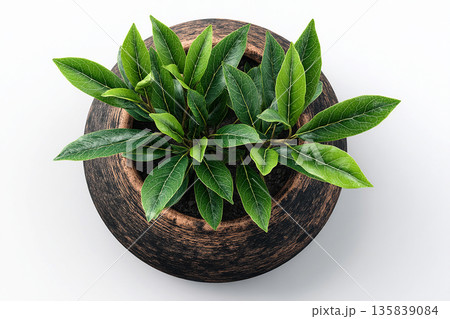 Perfect for a home decor companies. Top view. Bay leaf plant with glossy leaves in pot on a white background. Perfect for a home decor companies. Top view. Bay leaf plant with glossy leaves in pot on a white background. 135839084