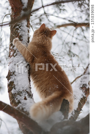 Domestic Ginger Cat Among Frosted Pine Needles on Snowy Branches, Seasonal Outdoor Exploration in Quiet Winter Forest Domestic Ginger Cat Among Frosted Pine Needles on Snowy Branches, Seasonal Outdoor Exploration in Quiet Winter Forest 135839098
