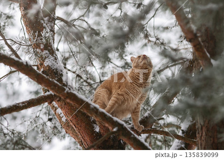 Domestic Ginger Cat Among Frosted Pine Needles on Snowy Branches, Seasonal Outdoor Exploration in Quiet Winter Forest Domestic Ginger Cat Among Frosted Pine Needles on Snowy Branches, Seasonal Outdoor Exploration in Quiet Winter Forest 135839099