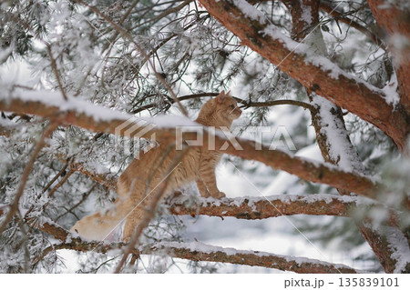 Domestic Ginger Cat Among Frosted Pine Needles on Snowy Branches, Seasonal Outdoor Exploration in Quiet Winter Forest Domestic Ginger Cat Among Frosted Pine Needles on Snowy Branches, Seasonal Outdoor Exploration in Quiet Winter Forest 135839101