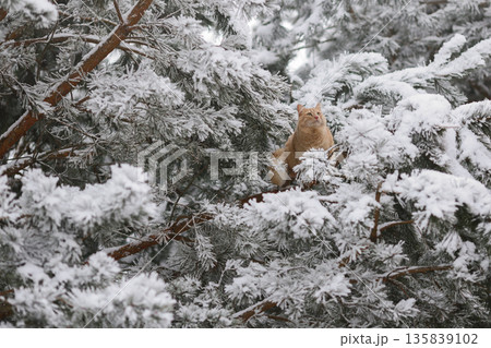 Domestic Ginger Cat Among Frosted Pine Needles on Snowy Branches, Seasonal Outdoor Exploration in Quiet Winter Forest Domestic Ginger Cat Among Frosted Pine Needles on Snowy Branches, Seasonal Outdoor Exploration in Quiet Winter Forest 135839102
