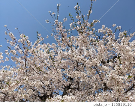 桜を見上げる 桜を見上げる 135839110