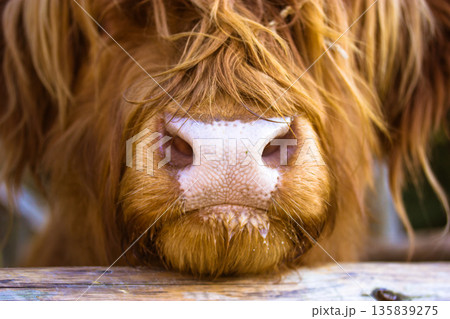 A detailed close-up of a Highland cow muzzle with long, shaggy brown hair hanging over its eyes. The authentic unique character of this Scottish breed. Farming, nature, farm animal portraits theme. A detailed close-up of a Highland cow muzzle with long, shaggy brown hair hanging over its eyes. The authentic unique character of this Scottish breed. Farming, nature, farm animal portraits theme. 135839275