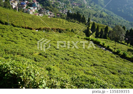 Scenic Panorama of Darjeeling Town and Lush Tea Plantations Nestled in the Himalayan Foothills 135839355