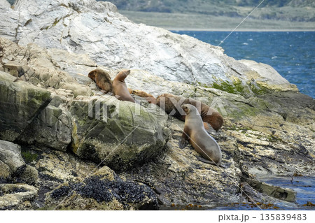 Patagonia sea lions colony on lighthouse rock of Hushuaia Argentina Beagle Channel Patagonia sea lions colony on lighthouse rock of Hushuaia Argentina Beagle Channel 135839483