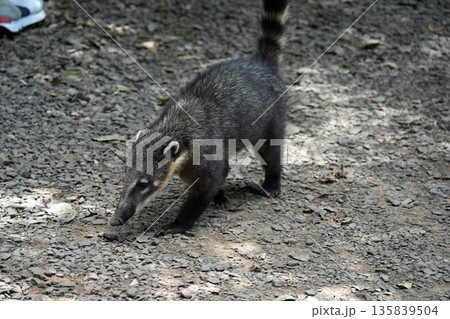 Wild Coati in Iguazu falls Wild Coati in Iguazu falls 135839504