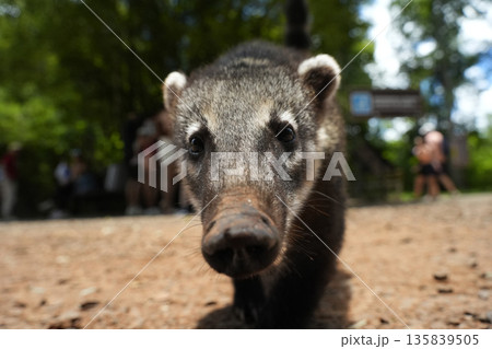 Close up of Wild Coati in Iguazu falls 135839505