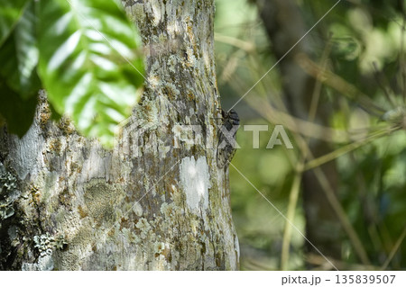 rainforest cicada in iguazu falls rainforest cicada in iguazu falls 135839507