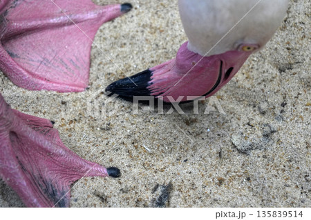 pink flamingo close up detail pink flamingo close up detail 135839514