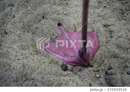 pink flamingo close up detail pink flamingo close up detail 135839516