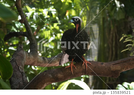 Jacutinga Yacutinga black fronted piping guan in brazilian rainforest 135839521