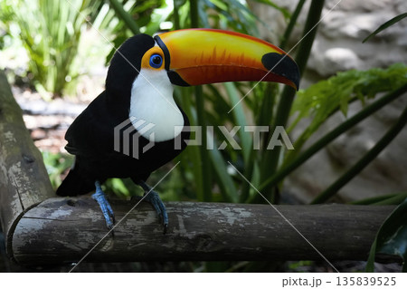 rainforest tucan bird close up 135839525