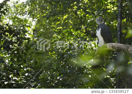 Harpy Eagle Harpia harpyja bird in an aviary 135839527
