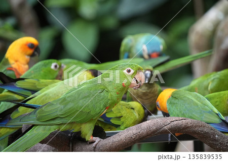 Green and Corlorful rainforest parrot bird detail 135839535