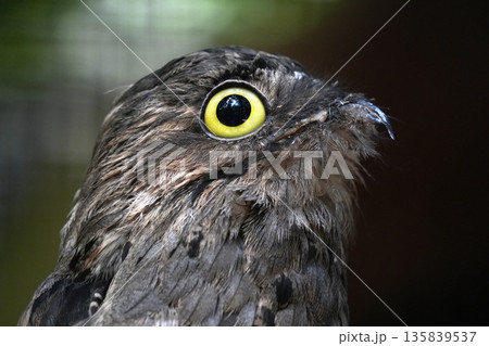 common potoo bird close up common potoo bird close up 135839537