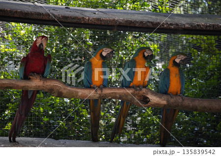group ara ara coloful parrot bird in aviary 135839542