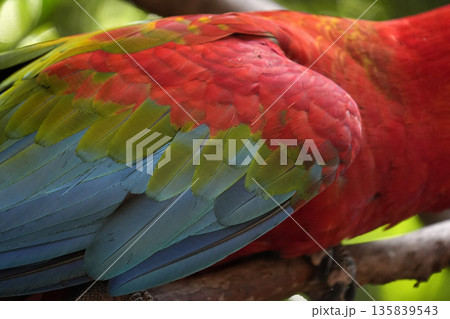 detail of ara ara coloful parrot bird detail of ara ara coloful parrot bird 135839543