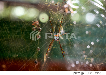 Female richonephila clavipes, commonly known as the golden silk orb-weaver or banana spider Female richonephila clavipes, commonly known as the golden silk orb-weaver or banana spider 135839558