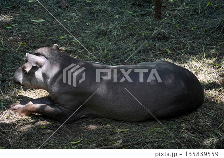 rainforest tapir resting on the ground rainforest tapir resting on the ground 135839559