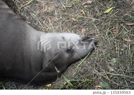 rainforest tapir resting on the ground 135839563