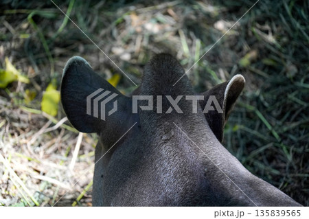 rainforest tapir resting on the ground 135839565