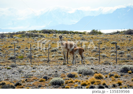 Mother and calf Patagonia Guanaco wild animal like lama in Argentina el calafate el chanten road Mother and calf Patagonia Guanaco wild animal like lama in Argentina el calafate el chanten road 135839566