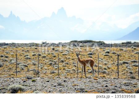Baby Patagonia Guanaco wild animal like lama in Argentina el calafate el chanten road Baby Patagonia Guanaco wild animal like lama in Argentina el calafate el chanten road 135839568