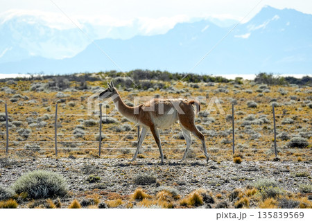 Patagonia Guanaco wild animal like lama in Argentina el calafate el chanten road 135839569