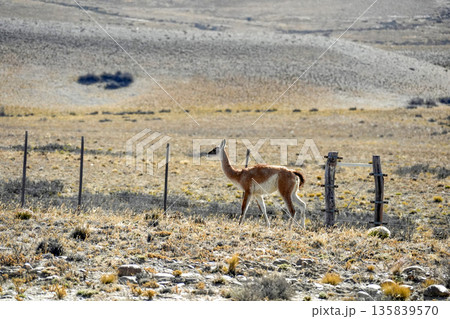 Baby Patagonia Guanaco wild animal like lama in Argentina el calafate el chanten road Baby Patagonia Guanaco wild animal like lama in Argentina el calafate el chanten road 135839570